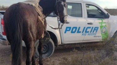 Robó una tropilla de yeguas y las arreaba por las bardas pero lo detuvieron en Mainqué
