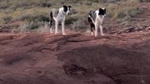 Matanza de perros en El Chocón: Fiscalía inició una investigación para dar con los responsables