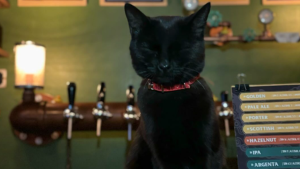 Ordenanza pet friendly en Allen: el pedido especial de un bar para conservar a su mascota