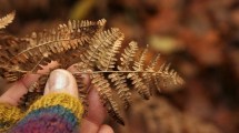 Imagen de Cómo hacer para revivir un helecho usando otra planta