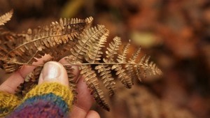 Cómo hacer para revivir un helecho usando otra planta