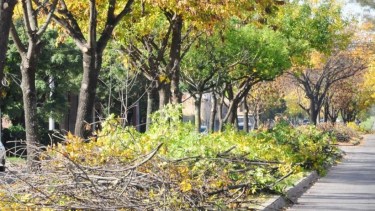 Viedma busca crear una nueva ordenanza junto a profesionales por el arbolado público en la ciudad. 