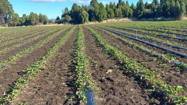 Mejores cultivos con menos agroquímicos es el objetivo de los investigadores. Foto: gentileza