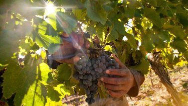 Bodegas de Neuquén y Río Negro, en busca de certificar sus prácticas sostenibles.