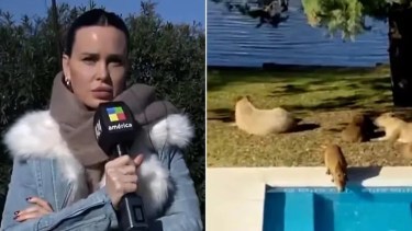 Natalie Weber y una polémica denuncia: los carpinchos invadieron su casa en Nordelta