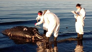 Los científicos que realizaron la necropsia de uno de los ballenatos. Este animal apareció ayer, en playa Káiser