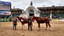 Imagen de Los caballos con rulos de Río Negro, únicos en América del Sur, son furor en la Expo Rural 2024