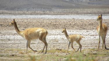 Codiciada. La fibra de vicuña se caracteriza por su altísimo valor y los limitados volúmenes producidos a nivel mundial.