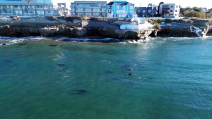 Video | Las Grutas y su mágico desfile de vacaciones de invierno: así pasan los delfines frente a los acantilados