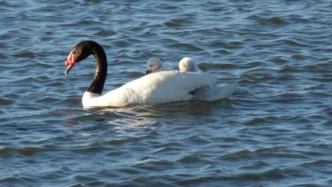 La Laguna Blanca se encuentra a 1270 metros sobre el nivel del mar y forma parte del sistema de Parques Nacionales.