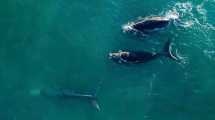 Imagen de Las Grutas: 15 ballenas pasaron cerca de la costa y el video es tan lindo que te vas a tentar con ir en vacaciones de invierno