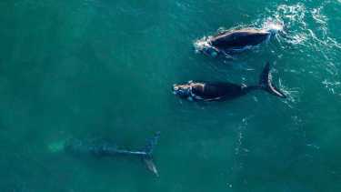 Las ballenas siguen asombrando en Las Grutas. Esta vez se mostraron cerca de las bajadas céntricas. Fotos: Maxi Cartes