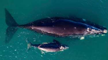 Más lindo imposible. La ballena y su cría en las cálidas aguas del Golfo San Matías, al norte de la Patagonia. Fotos: Maxi Cartes.
