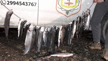 No tenían permiso y les secuestraron más de 30 truchas, en Neuquén. Crédito Gobierno de Neuquén