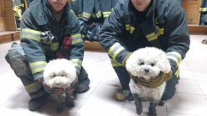 Tierno rescate peludo en Centenario: estos caniches escaparon mientras robaban en su casa