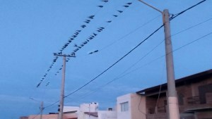 Loros cortaron la luz en Las Grutas: hay un apagón porque causaron fallas en los cables de media tensión