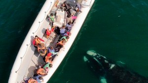 Ballenas en Las Grutas: no te pierdas los avistajes que asombran en estas vacaciones de invierno, mirá el video&#8230;