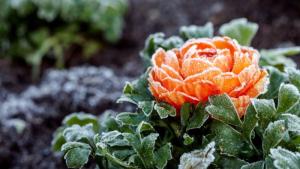 Alerta por frío: cómo proteger de las heladas a las plantas de exterior