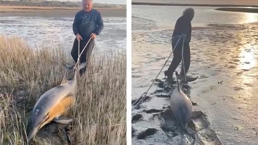 El momento del rescate de los delfines.