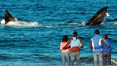 Una playa única, donde las ballenas te avistan a vos