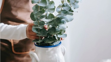 El eucalipto es un árbol cuyas hojas se utilizan para refrescar el ambiente.-
