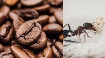 Imagen de Cómo eliminar las hormigas de tu casa con solo 1 ingrediente
