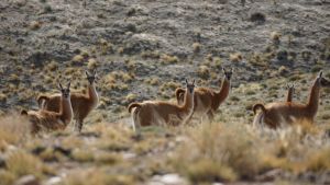 Por un reclamo del sector ganadero, autorizan la caza de especies autóctonas en Santa Cruz