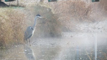 Se congeló una laguna en Neuquén capital y regaló impresionantes imágenes 