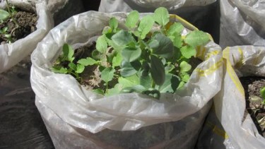 Huerta en bolsas: cómo funciona esta técnica fácil y rápida para cultivar verduras en lugares con poco espacio