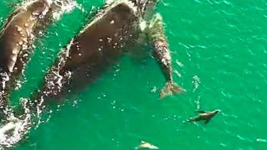 ¿Papá, mamá, ballenato y dos lobitos marinos haciendo piruetas de bienvenida? Mirá este video que filmaron en Las Grutas