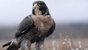 VIDEO | El fantástico trabajo de Galileo, Cafrune y Margot: los halcones guardianes del Aeropuerto de Chapelco