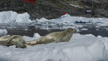 Un estudio del Conicet detectó microplásticos en focas de la Antártida
