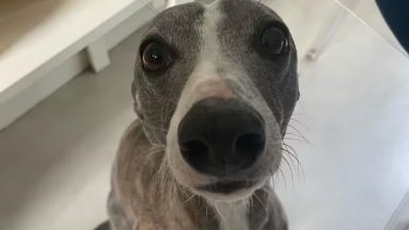A un argentino le perdieron su perro en un vuelo a París.