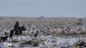 Video | Temporal de nieve en Neuquén: el heroico paso de un criancero sobre Ruta 40 junto a su rebaño