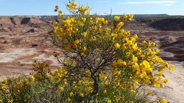 El ecosistema del Monte austral es único en el mundo, aunque pasa muchas veces desapercibido. Foto: gentileza