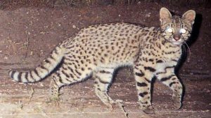 Caza ilegal: hallaron cuero de gato montés en un allanamiento y declararon alerta, en Neuquén
