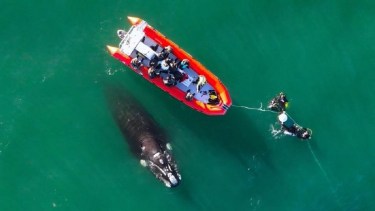 ¡Curiosa! La ballena siguió el derrotero de la embarcación, y se ganó el asombro de todos // Gentileza: Sebastián Leal