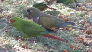 Captaron a un loro exclusivo de Chile en Neuquén.