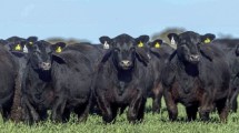 Imagen de Río Colorado: 22 cabañas patagónicas participan de la 47° Expo Ganadera y la 11° Expo Angus Nacional