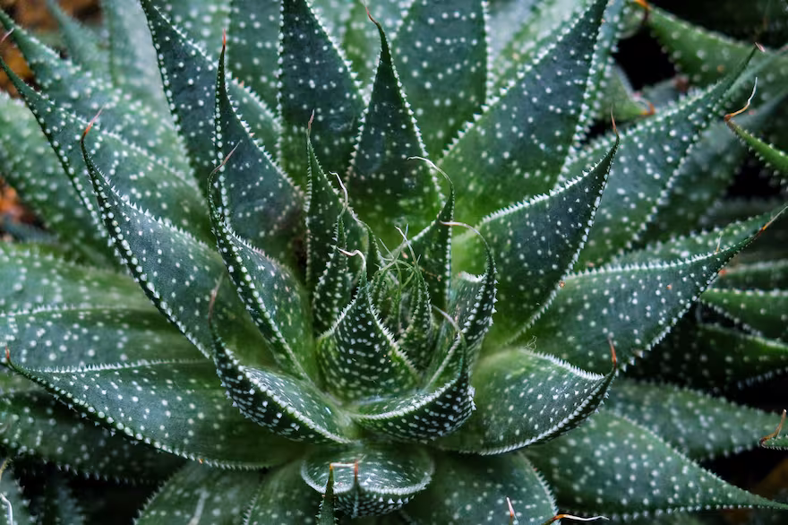 Imagen de Así podés eliminar las ojeras con un poco de aloe vera: seguí el paso a paso