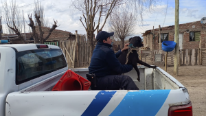 Rescatan a un perro que sufría maltrato animal en Roca: vivía atado y en «malas condiciones»