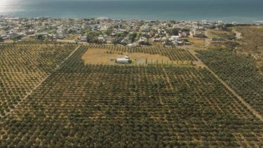La fábrica de aceite de oliva más austral, con el marco de las playas de Las Grutas 