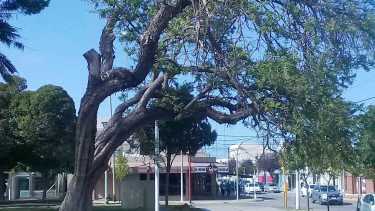 Schinus Polygamus, el árbol cortado en Plaza San Martín de Río Colorado. 