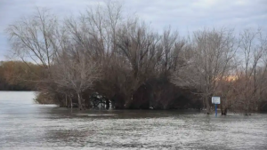 Increíble rescate en Roca: un policía logró salvar a un hombre de 68 años que se ahogaba en el río Negro
