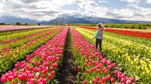 Imagen de Apertura del campo de Tulipanes en Trevelin: prepárate para una experiencia única