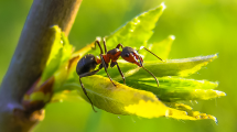 Imagen de El truco para eliminar las hormigas de tu jardín con un sencillo remedio casero: fácil y barato