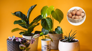 Cómo abonar tus plantas de interior y exterior usando cáscaras de huevo: fácil y rápido