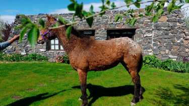 Los caballos con rulos habitan en Maquinchao, Río Negro. Foto: gentileza.