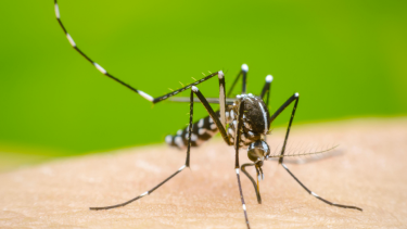 Detectaron el primer caso de dengue en Roca.