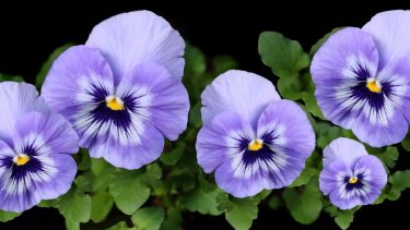 La primavera es una explosión de colores gracias a la llegada de la primavera. Foto gentileza. 